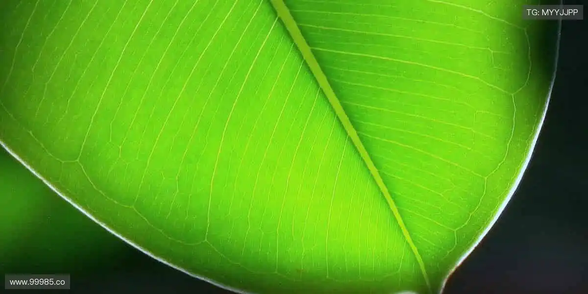 🎯冠军同款,即刻拥有!✨ 体育周边,点燃你的热爱!